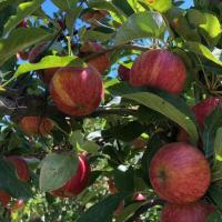 Manzana